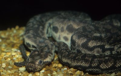 Acrochordus javanicus 11