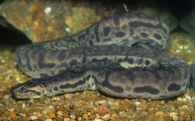 Acrochordus javanicus 2