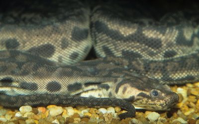 Acrochordus javanicus 9 (2)