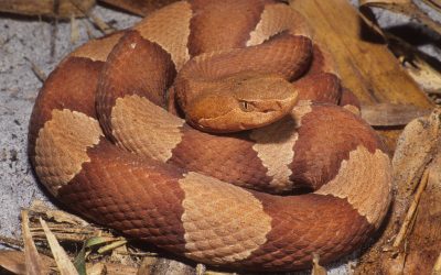 Agkistrodon contortrix laticinctus (2)