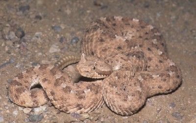 Crotalus cerastes cerastes (1)