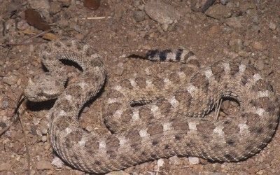 Crotalus cerastes cerastes (7)