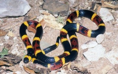 Micrurus tener