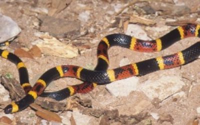 Micrurus tener