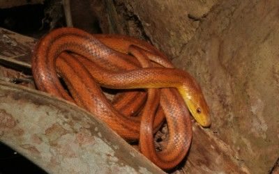 Pantherophis alleghaniensis everglades