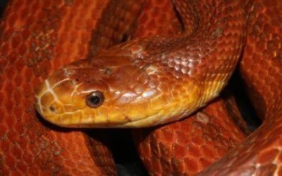 Pantherophis alleghaniensis everglades