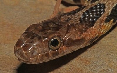 Pantherophis ramspotti