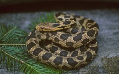 Pantherophis ramspotti