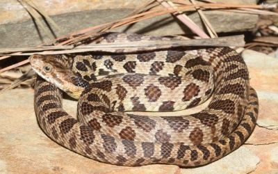 Pantherophis ramspotti