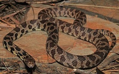 Pantherophis ramspotti