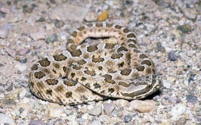 Sistrurus catenatus edwardsi