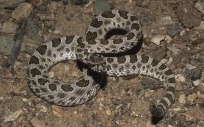 Sistrurus tergeminus