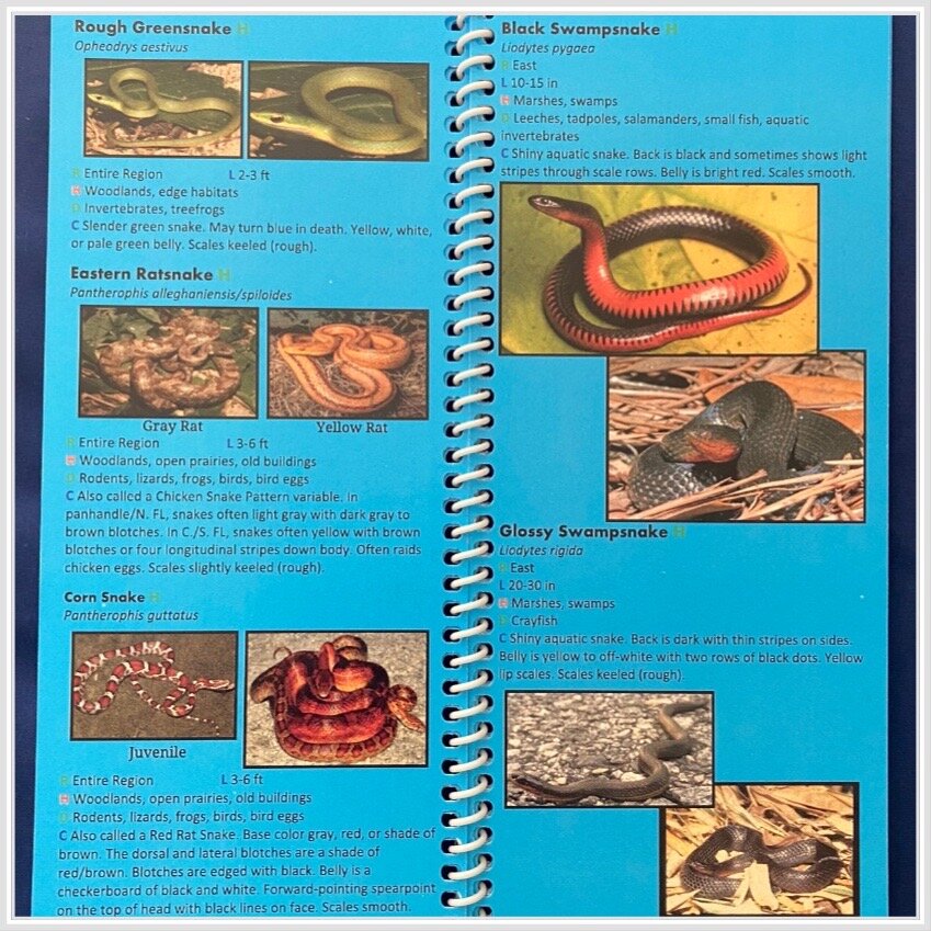 SNAKES OF THE CAROLINAS QUICK REFERENCE FIELD GUIDE - Image 3