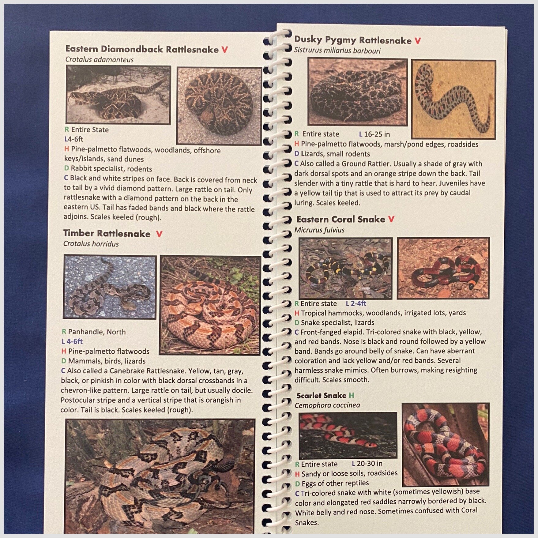 SNAKES OF FLORIDA QUICK REFERENCE FIELD GUIDE - Image 3