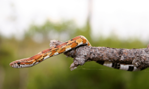 Snakes don't have hands, feet, claws, or sticky toe pads, but they can climb trees without them. They can also swim, burrow, crawl, and even glide. Whatever they do, their physical composition remains unchanged. Burrowing snakes lack claws, flying snakes lack wings, and water snakes lack fins. 