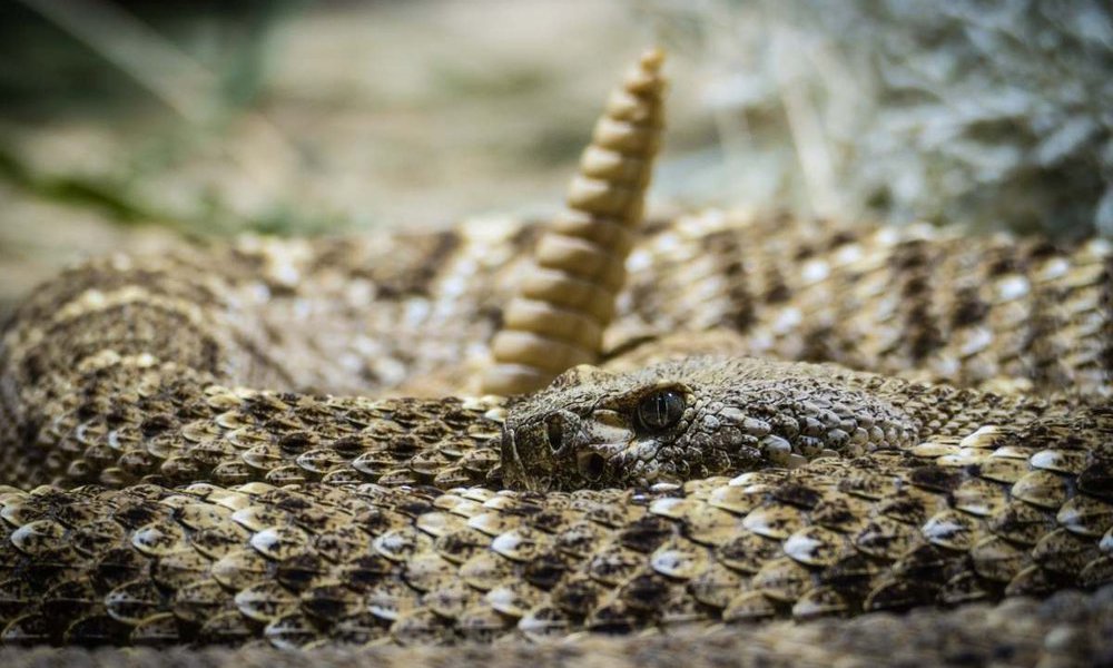 Adults of this species of rattlesnake are darker than neonates, which may make it simpler for them to acquire heat.
