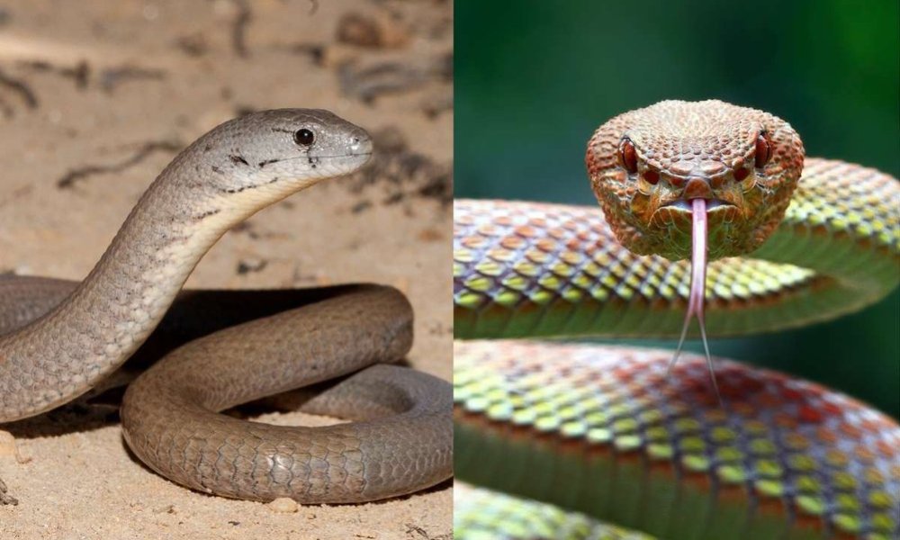 In addition to the primary distinction that exists between them in terms of species, legless lizards and snakes are distinguished from one another in a variety of anatomical and environmental aspects.