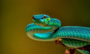 No other kind of animal can rival the curiosity and sensations that snakes represent.