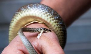 The majority of snakes pose little threat to people. Only about 20% of the snakes in the United States are venomous.