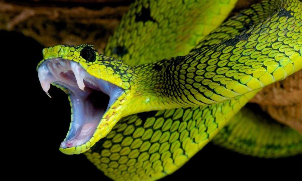 Most venomous snakes will avoid contact with something considerably larger than themselves, since they perceive it as a predator.