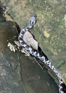 Triangle Head Rat Snake 2