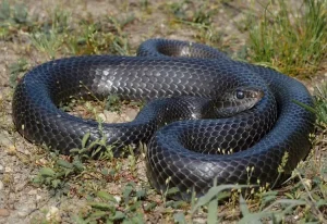 Black Buttermilk inter grade racer