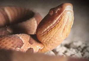 Copperhead