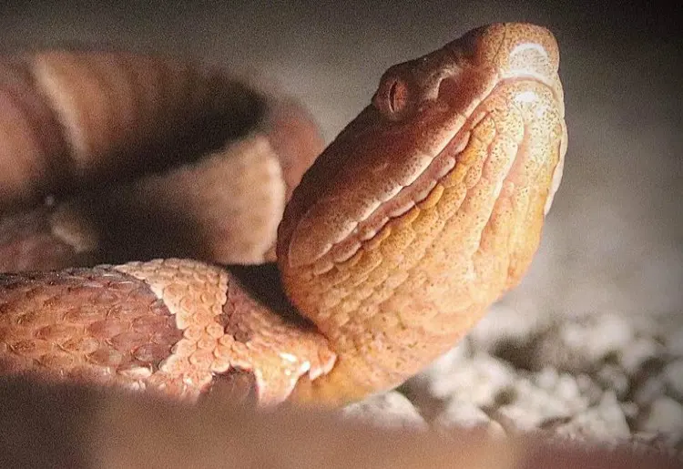 Copperhead