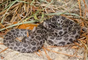 Dusky Pygmy Rattlesnake