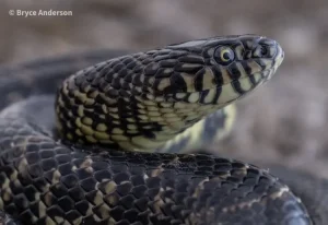 FloridaKingsnakeLampropeltisfloridana