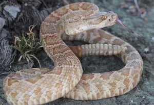 HypomelanisticSouthernPacificRattlesnake
