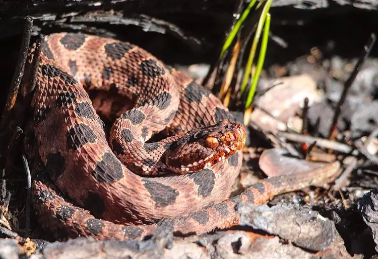 Pygmy Rattlesnake