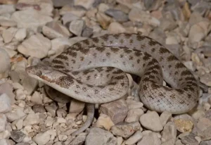 Texas Nightsnake