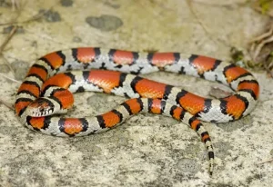Western Milksnake
