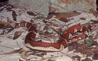 Agkistrodon contortrix pictigaster aberrant