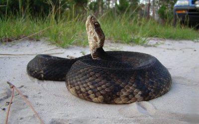 Agkistrodon piscivorous conanti adult (5)