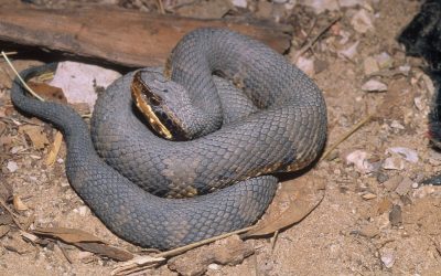 Agkistrodon piscivorous leucostoma 1 (2)