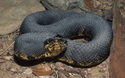 Agkistrodon piscivorous leucostoma (3)
