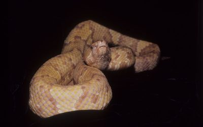 Agkistrodon piscivorous leucostoma albino