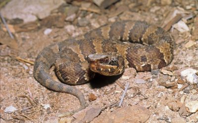 Agkistrodon piscivorous leucostoma neonate