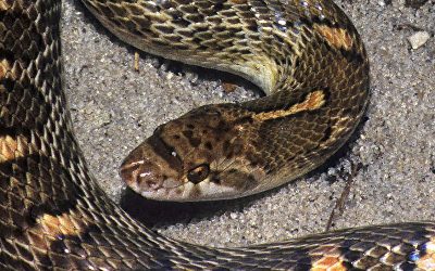 Arizona elegans arenicolor 3 - Copy