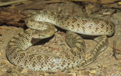 Arizona elegans candida 2