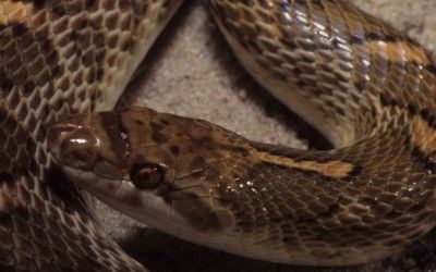 Arizona elegans occidentalis (2)