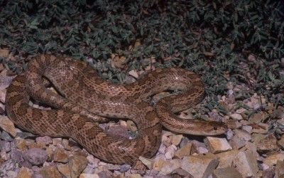 Arizona elegans occidentalis (3)
