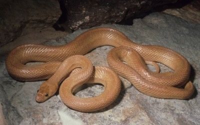 Bogertophis rosaliae