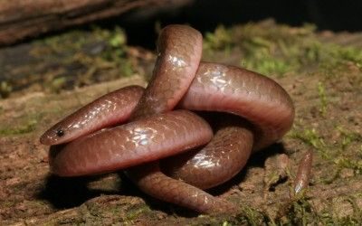 Carphophis amoenus amoenus SC (1)