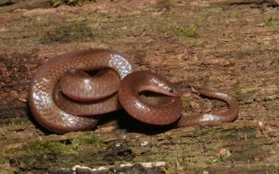 Carphophis amoenus amoenus SC (7)