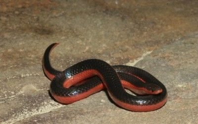 Carphophis vermis, OK (14)