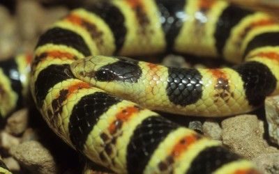 Chionactis occipitalis klauberi 3