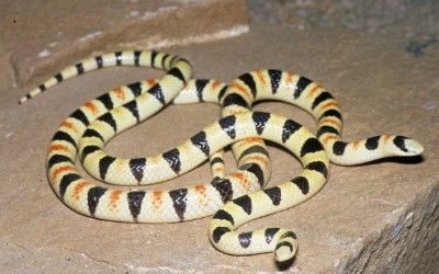 Chionactis occipitalis occipitalis (4)